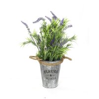 Lavendel im Topf