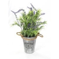 Lavendel im Topf