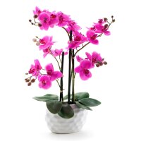 Standard Orchidee gro&szlig; lila Bl&uuml;te +...