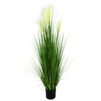 Pampas Gras 160cm