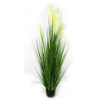 Pampas Gras 160cm