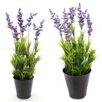 Lavendel in Kunststofftopf