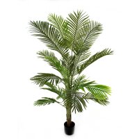 Areca Palme