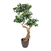 Ficus Bonsai 165cm