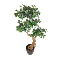 Ficus Bonsai 165cm