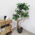 Ficus Bonsai 165cm