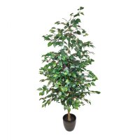 Ficus Baum 180cm